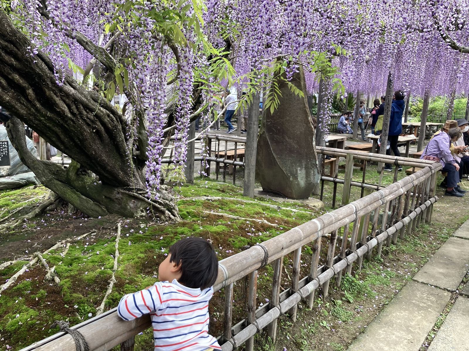 子どもと長藤