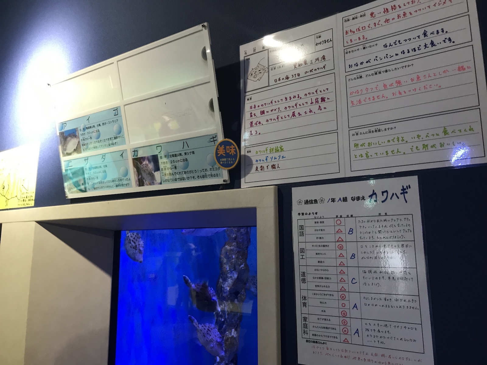 魚の履歴書