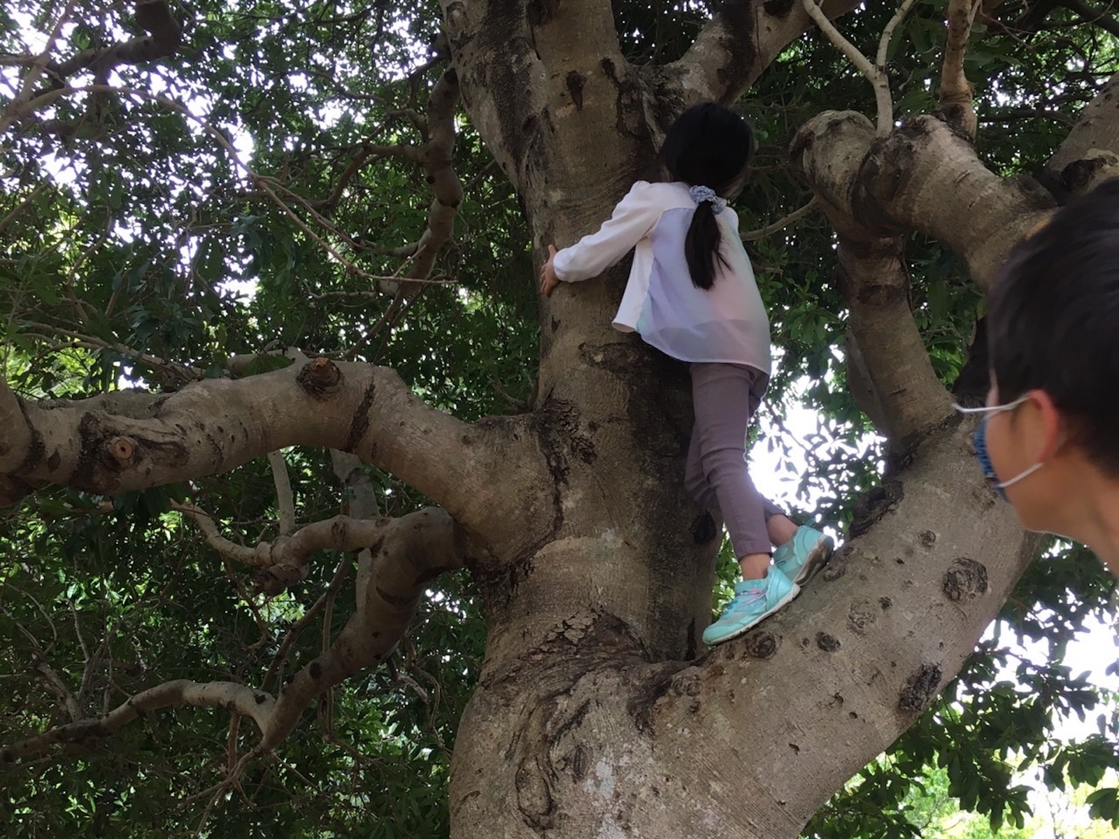 木登りする子ども