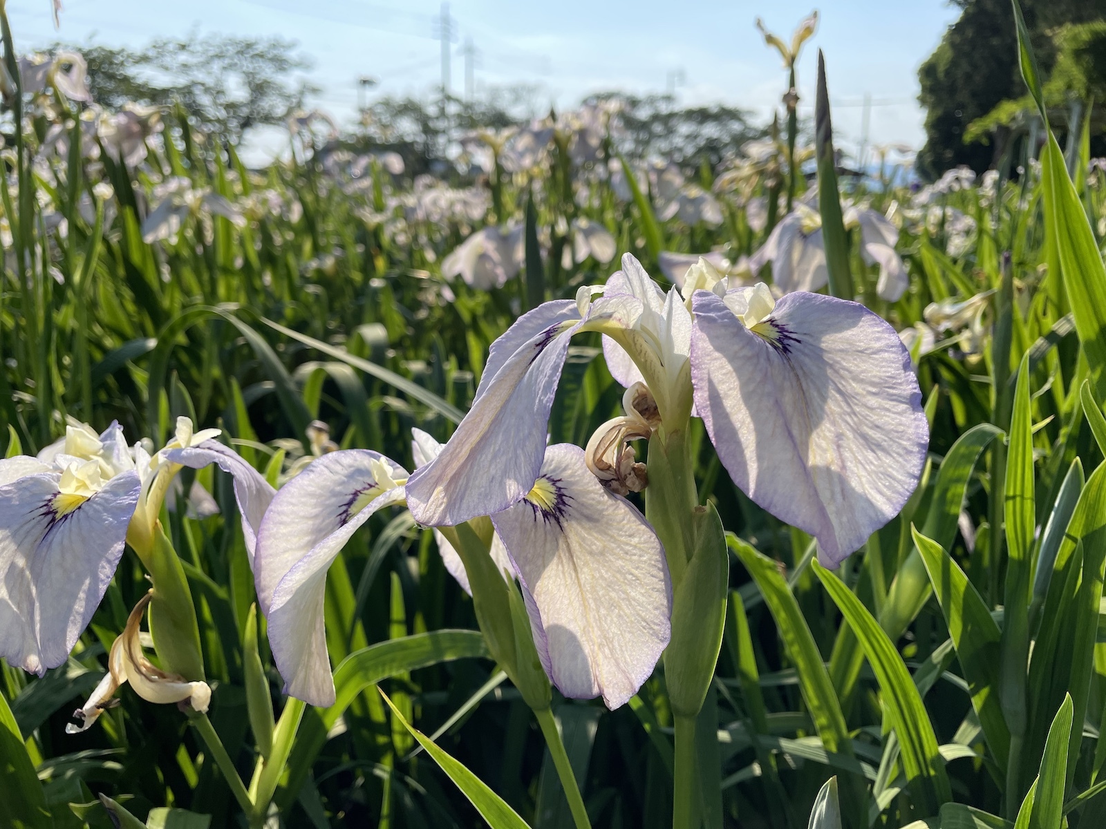 花しょうぶ