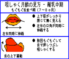 咀しゃく月齢