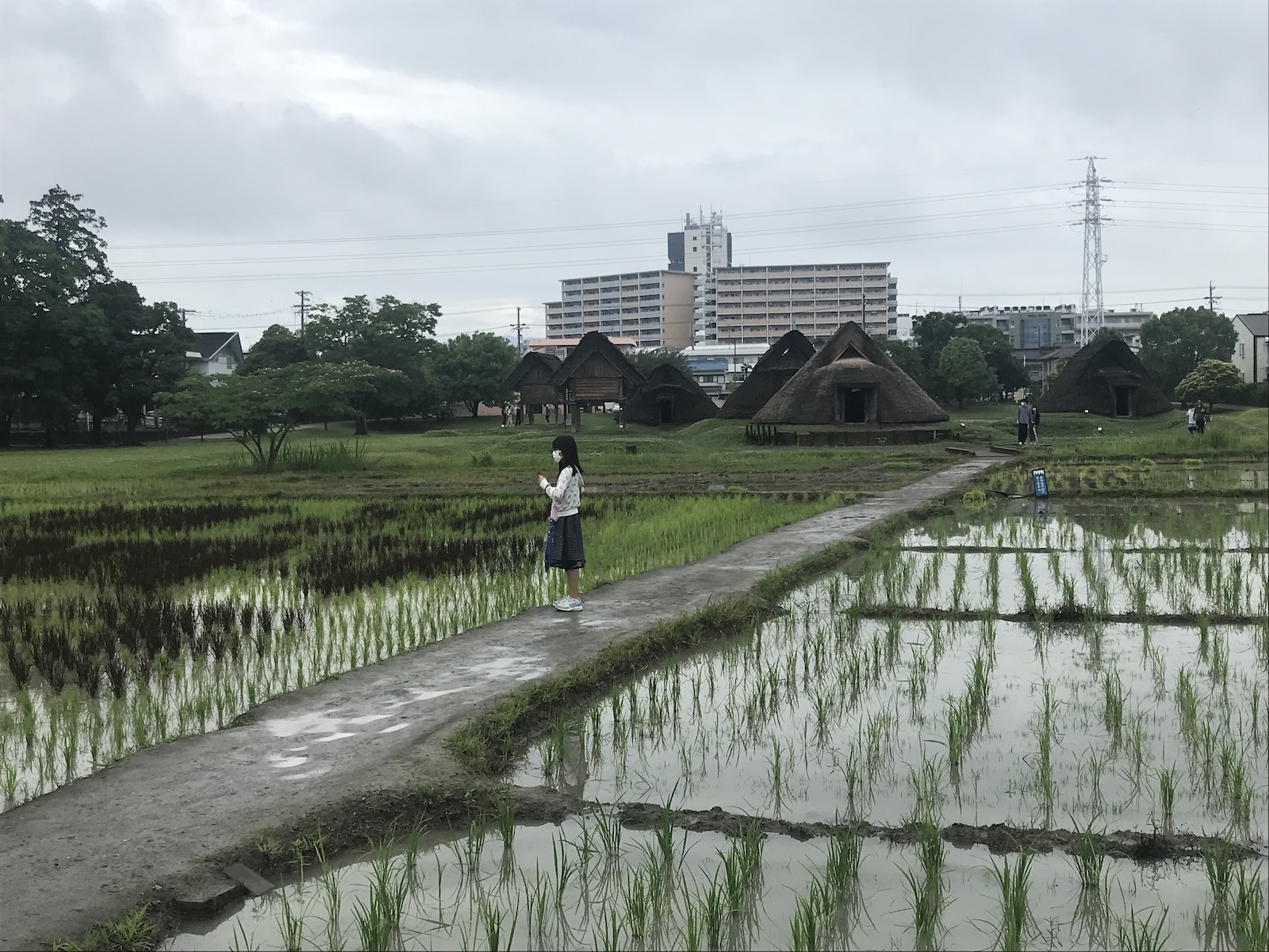 遺跡の田圃