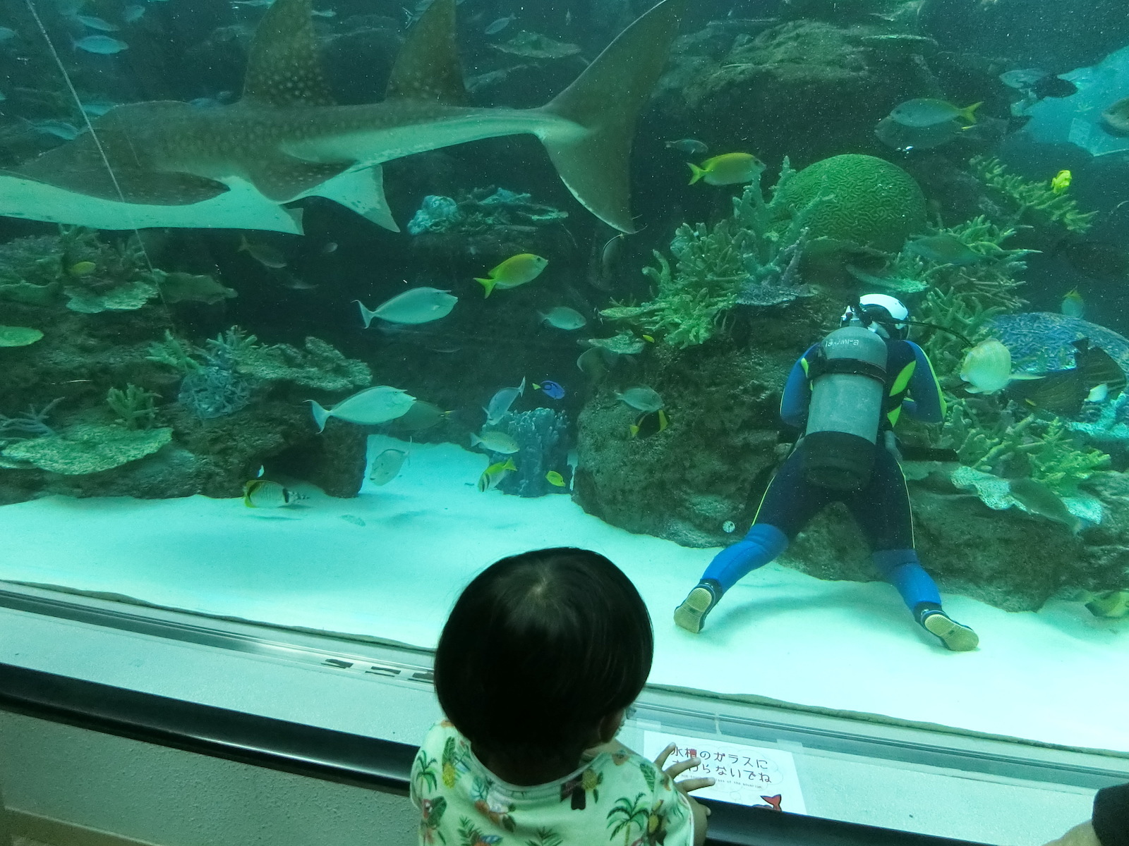 名古屋港水族館へシャチとベルーガに会いに行こう - 浜松市子育て情報