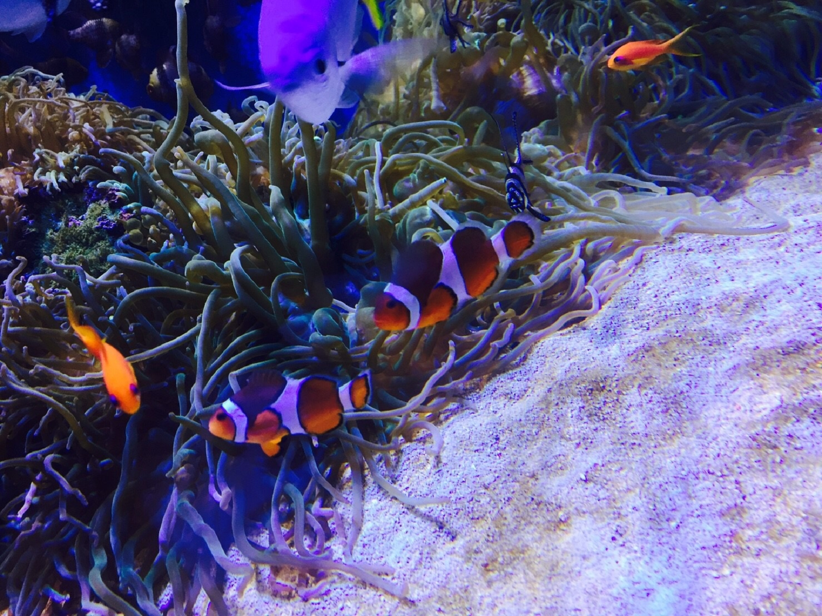 鳥羽水族館