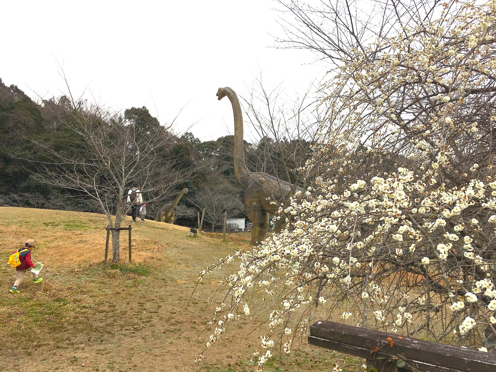 梅の花