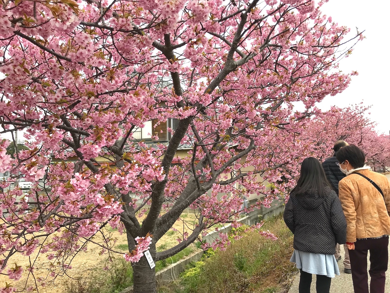 川沿いの桜