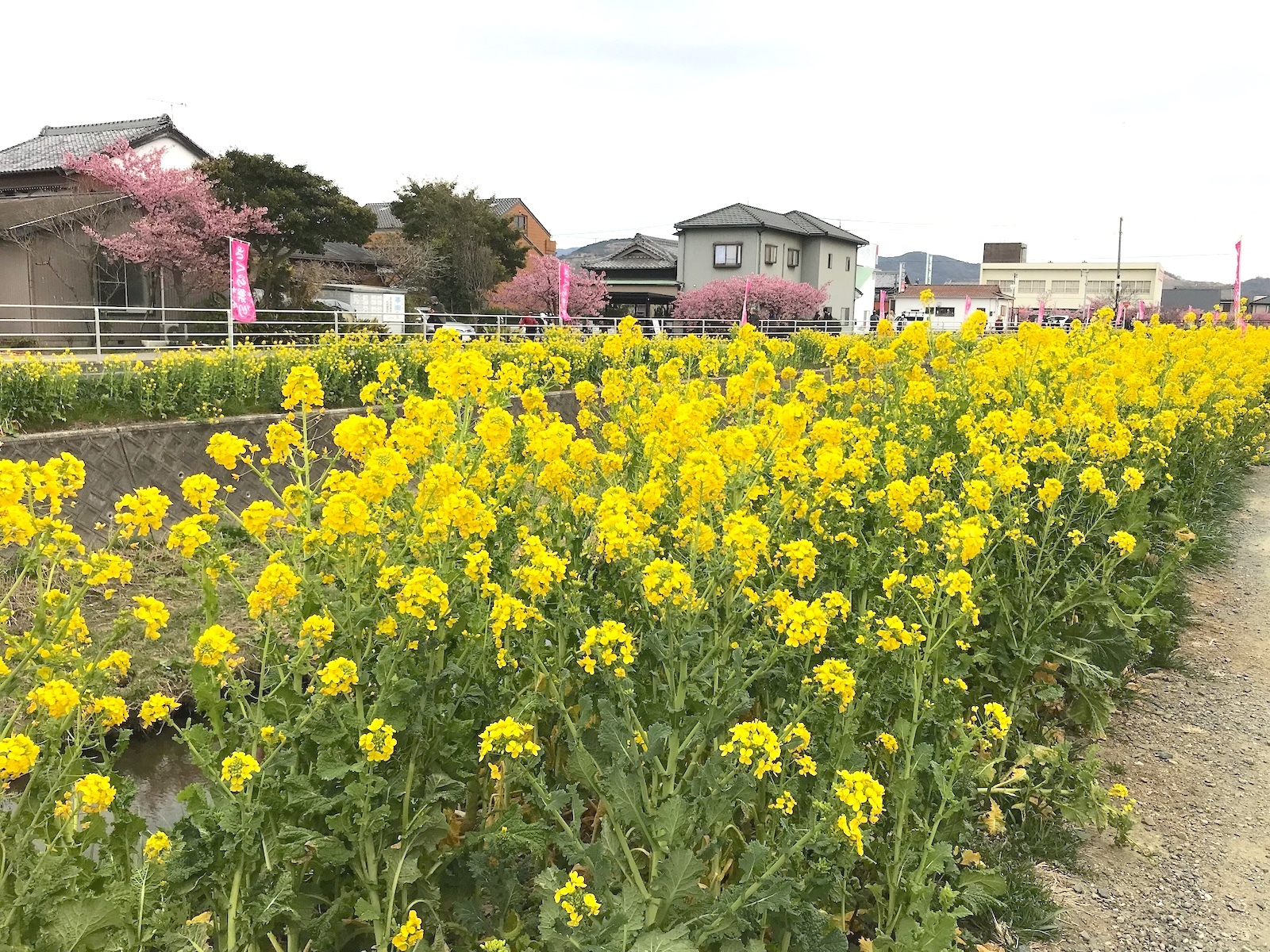 菜の花