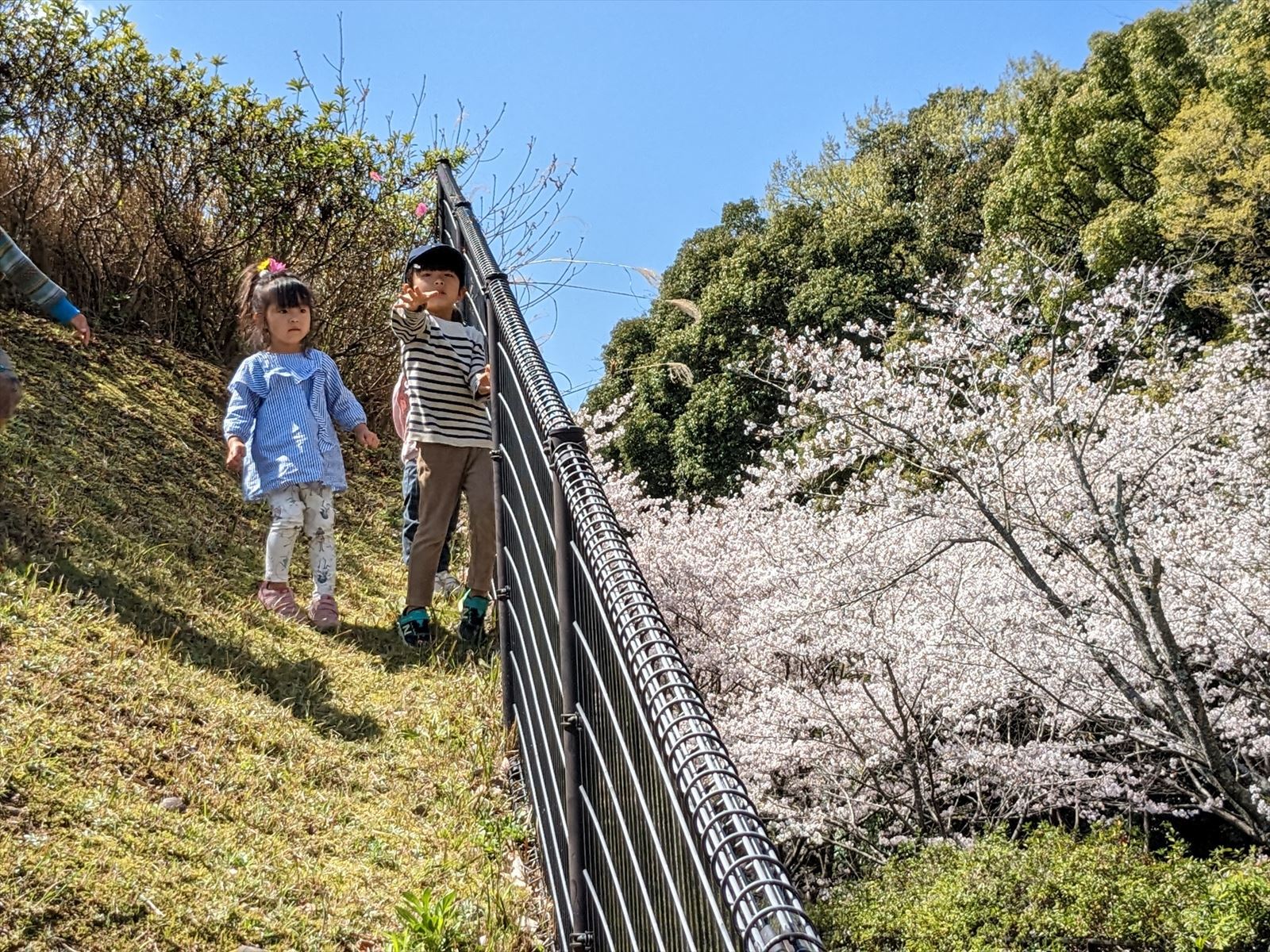 お散歩コース