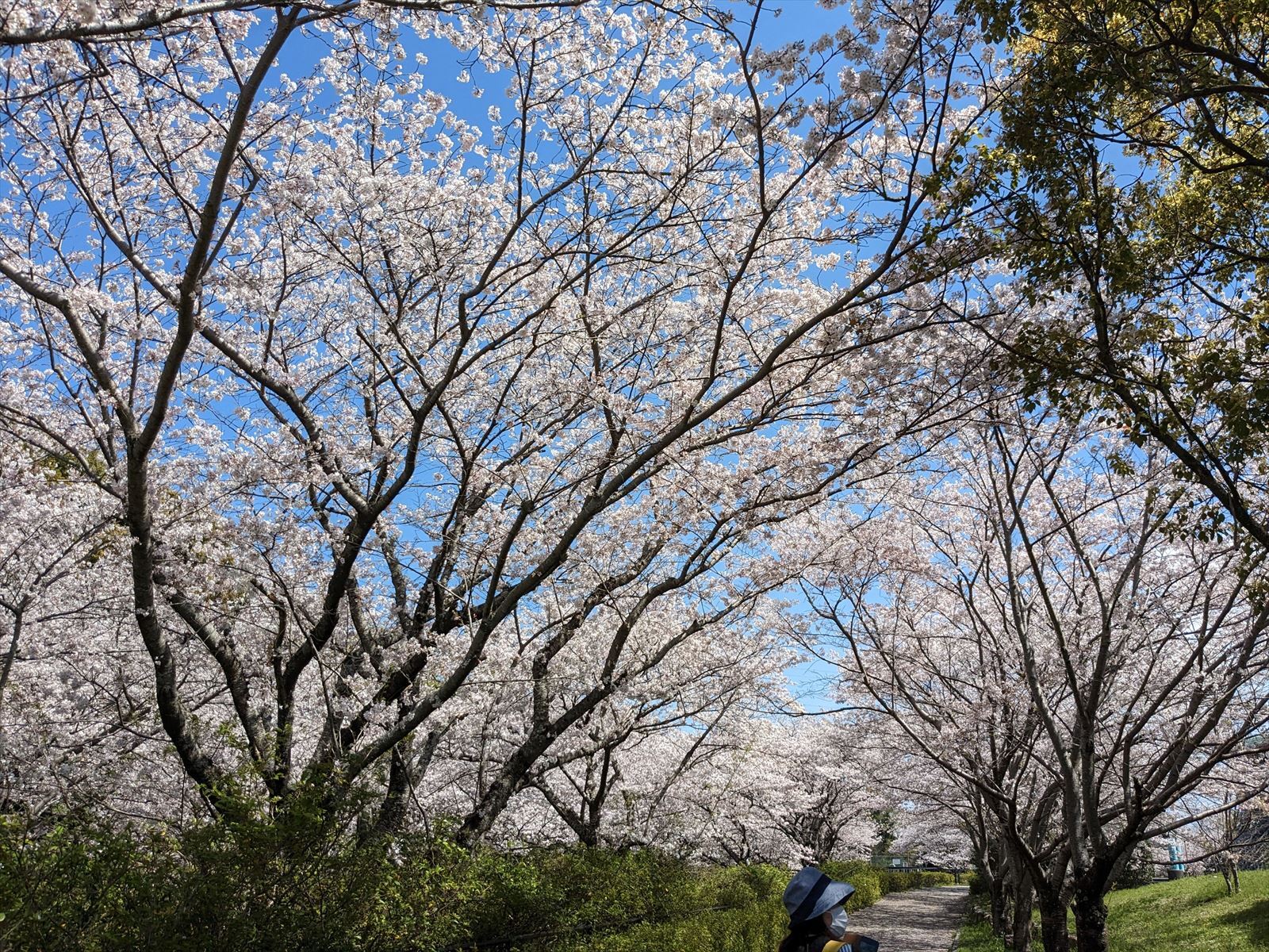 桜のトンネル