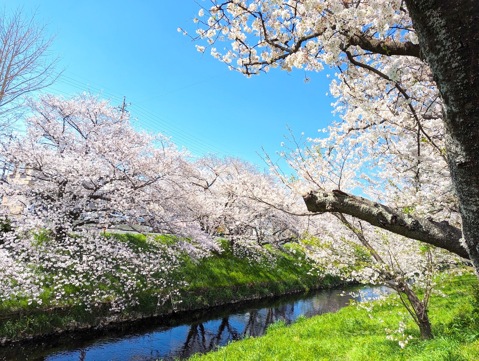 桜並木