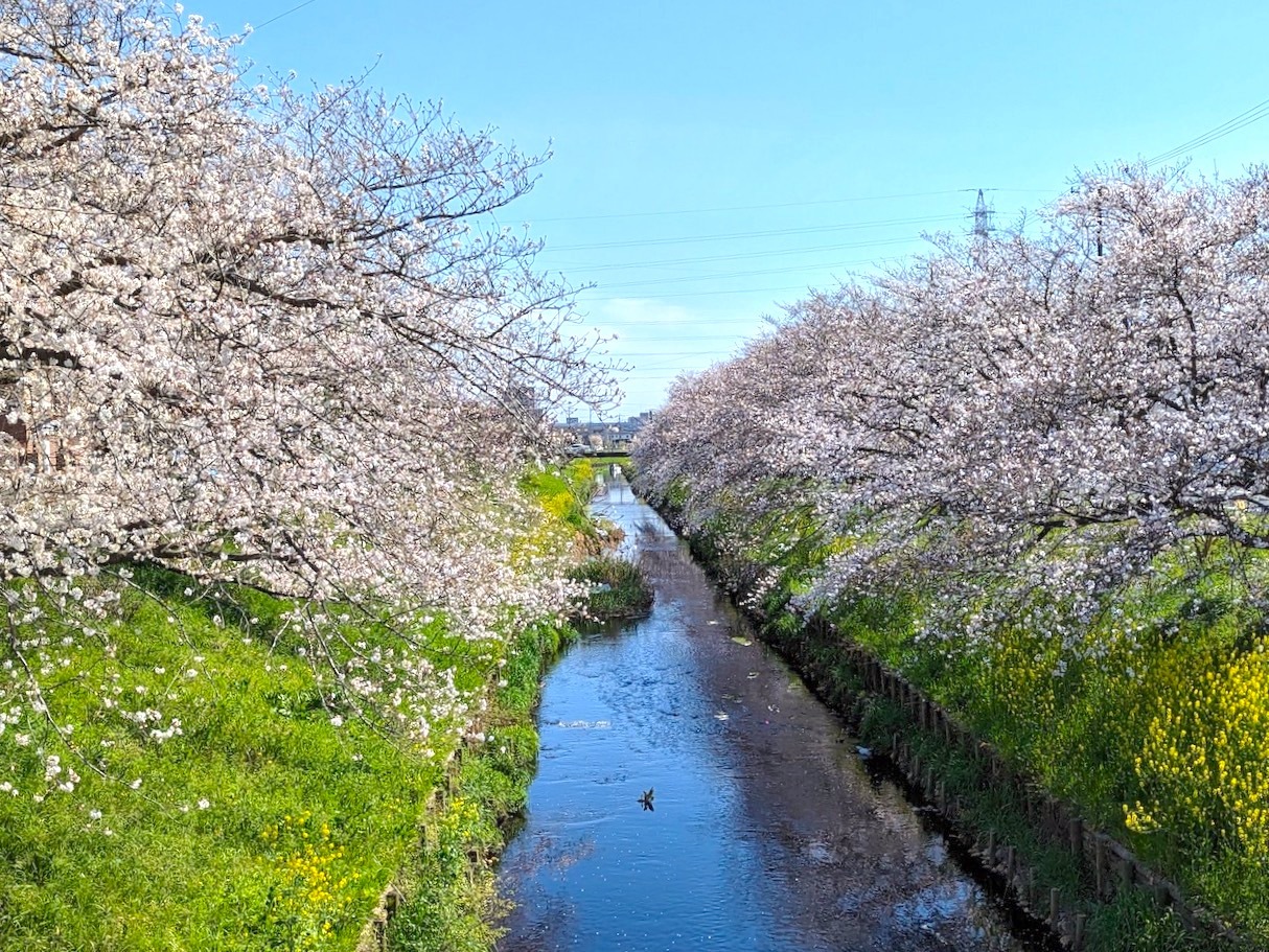 川沿い