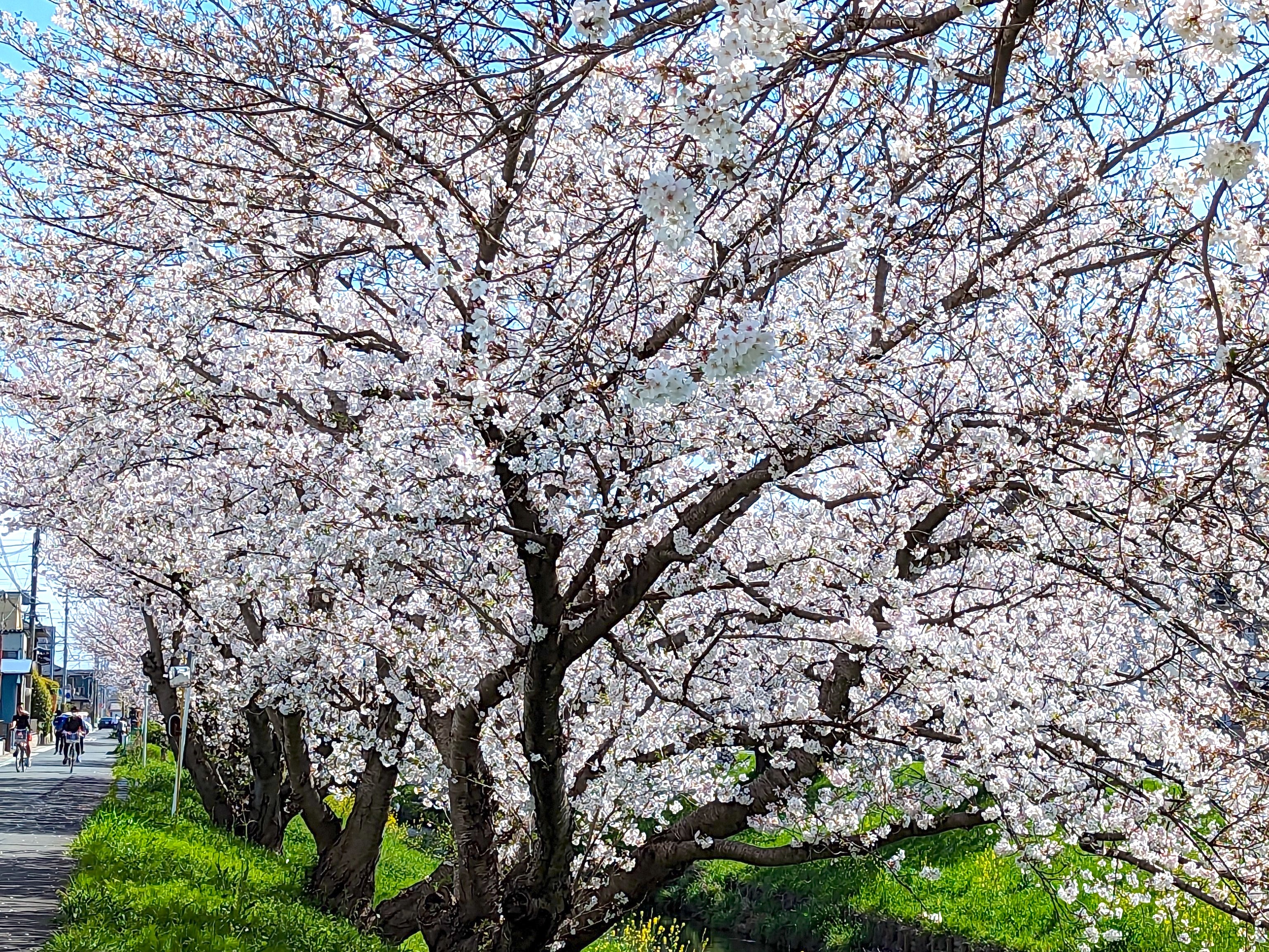 桜のアップ