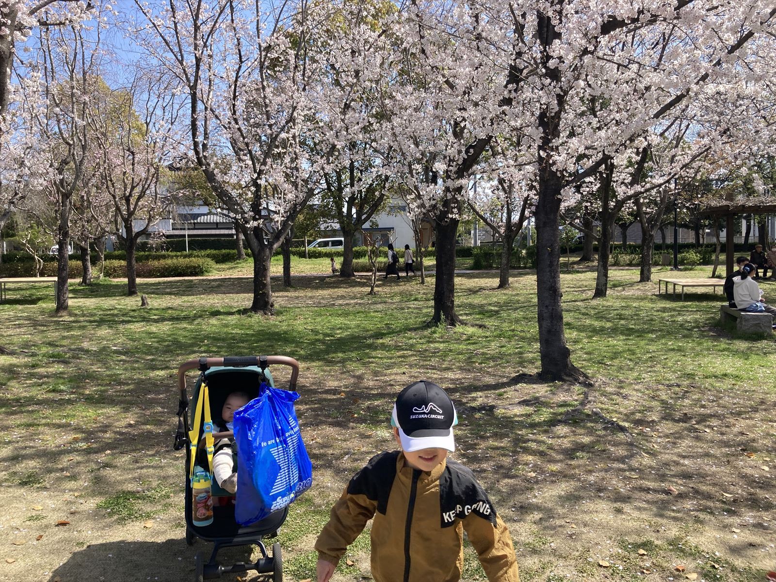 桜の木