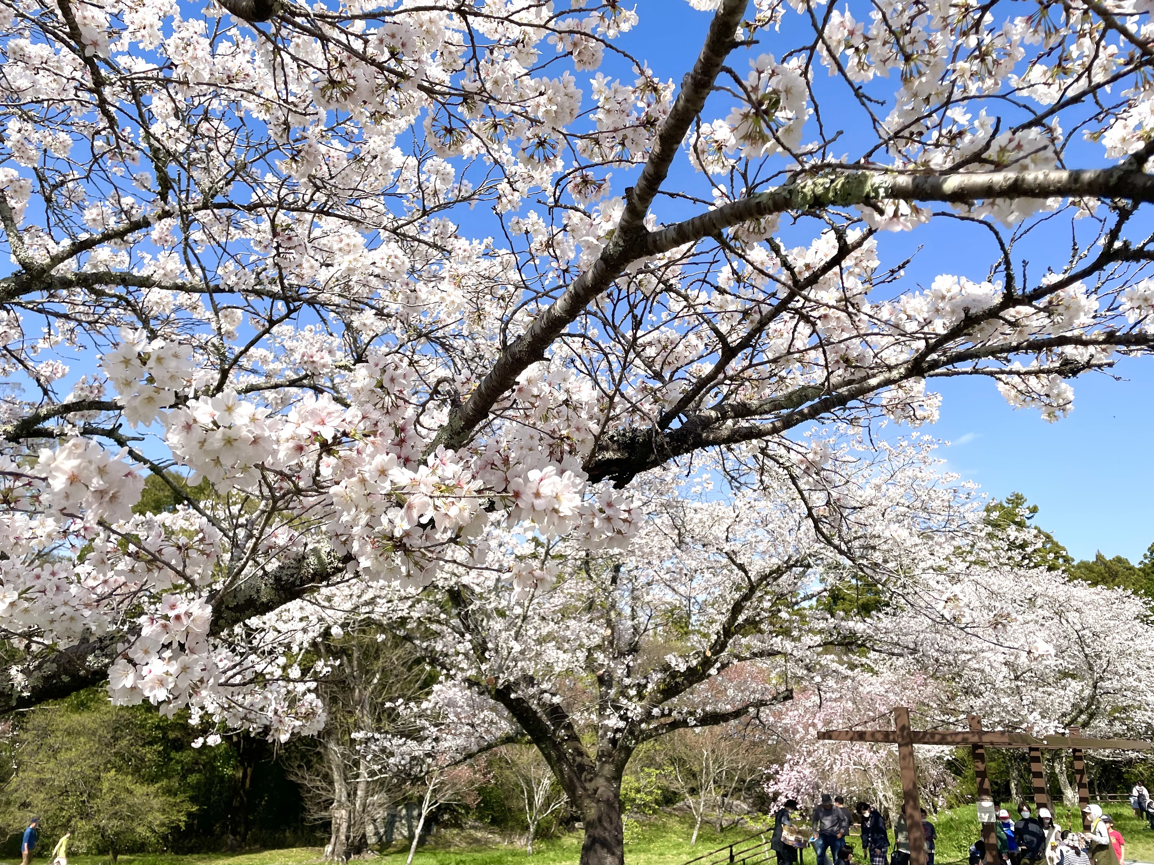 桜