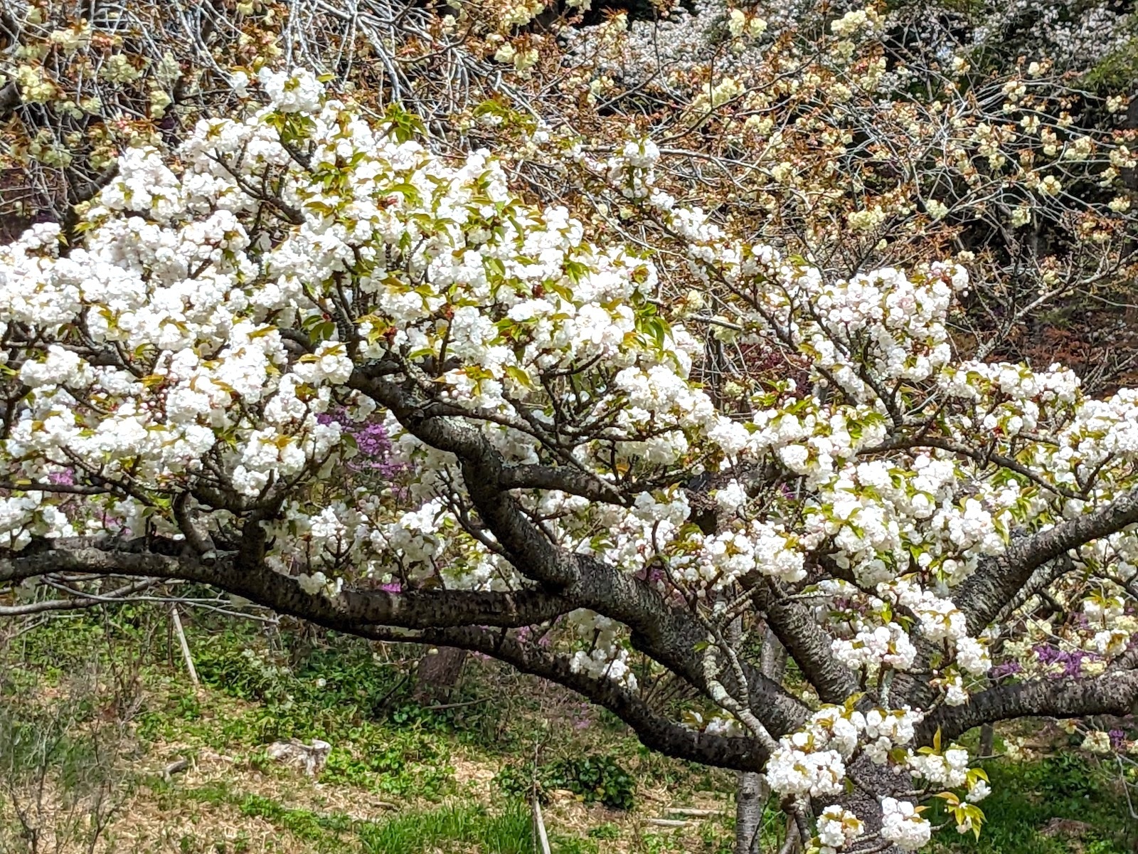 八重桜