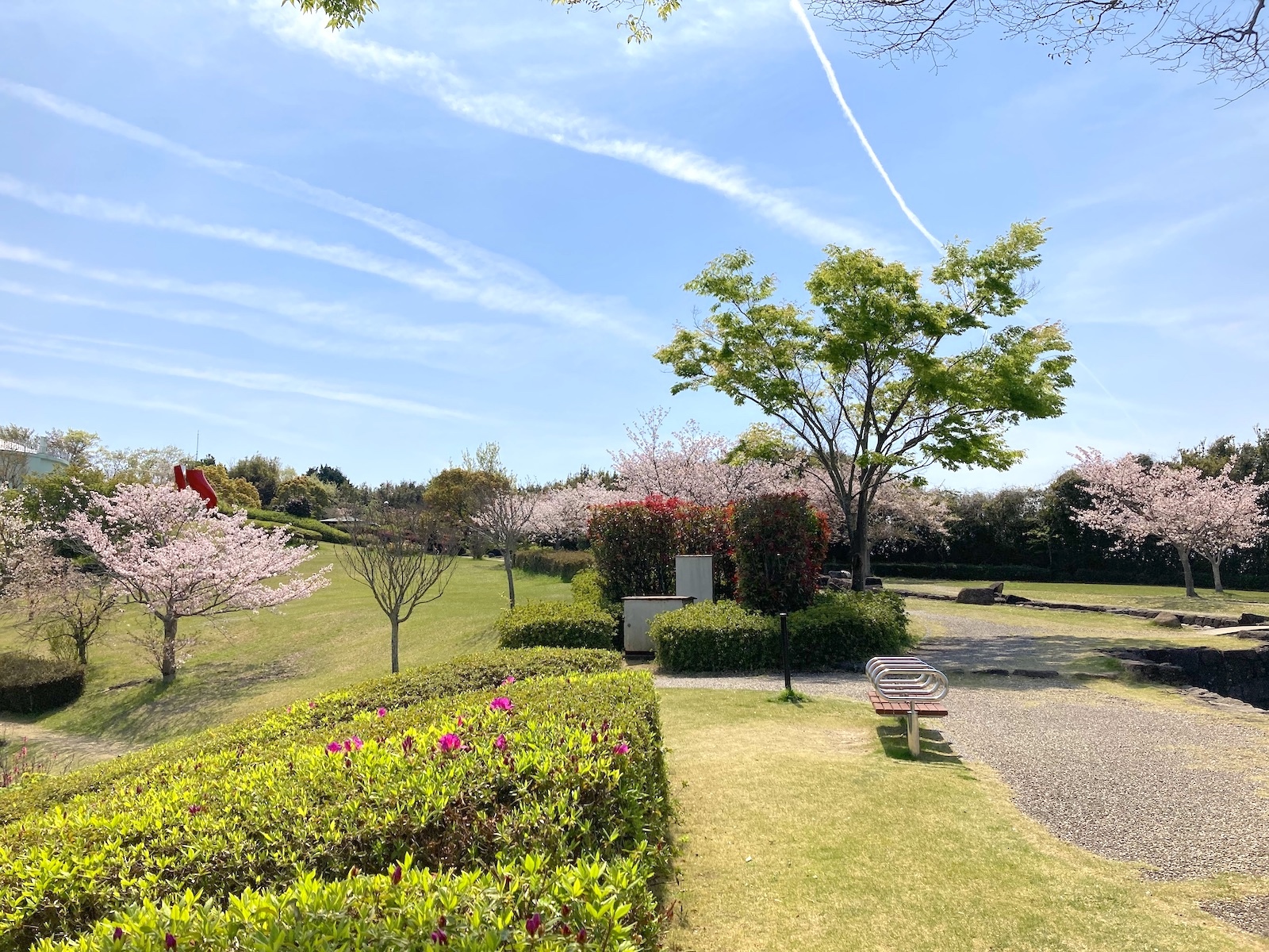 満開の桜