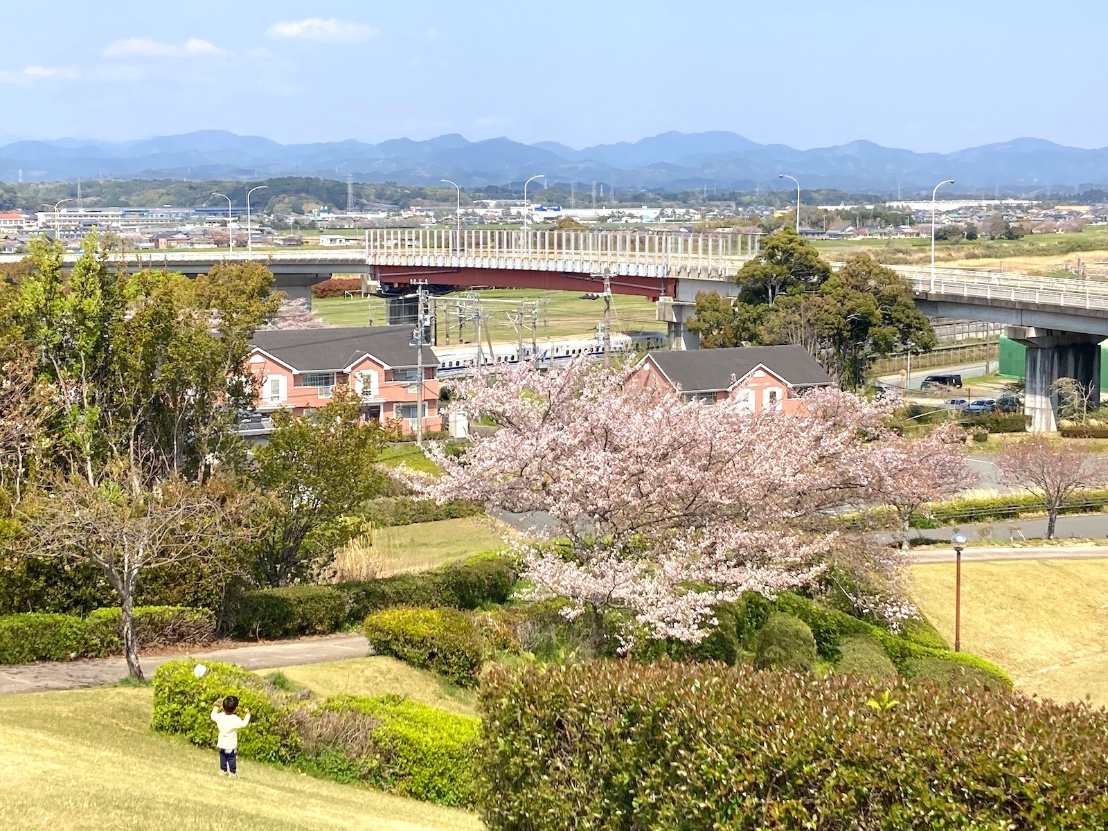 桜と線路