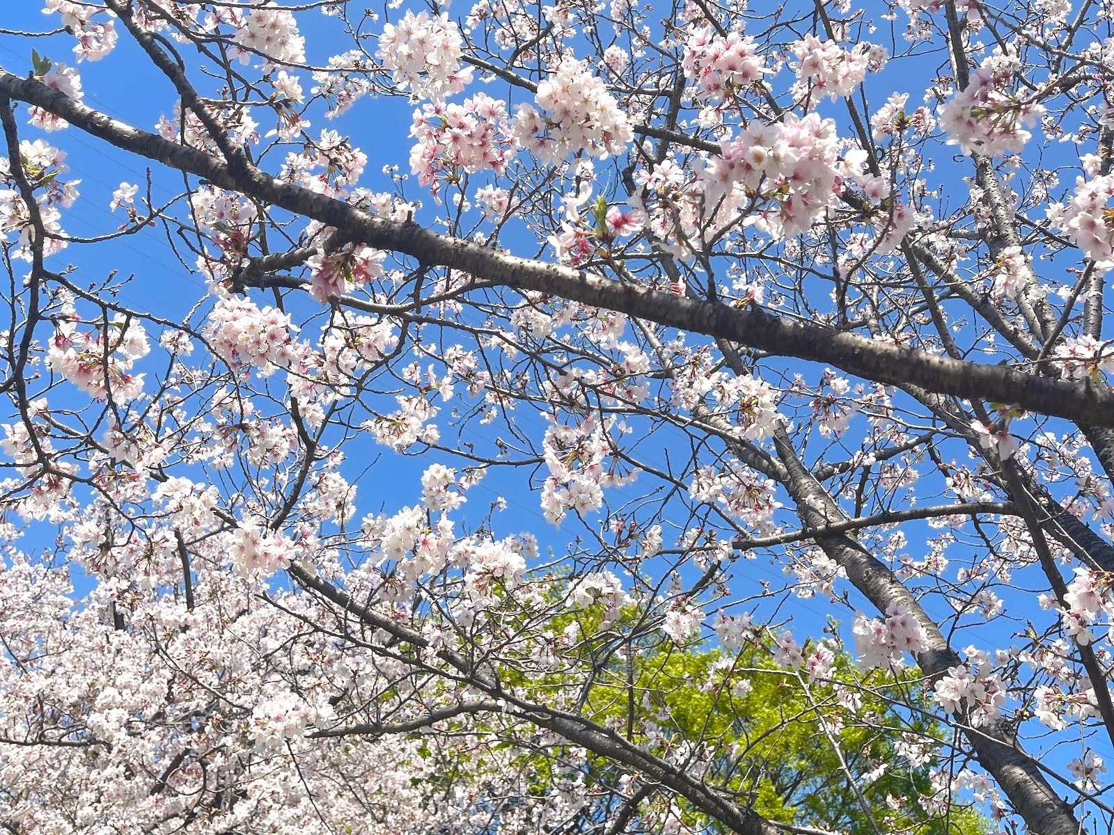 桜