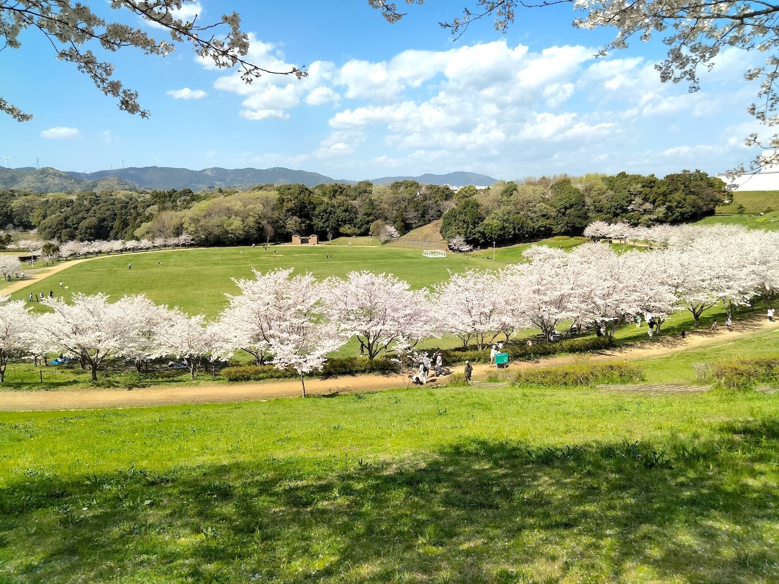 桜