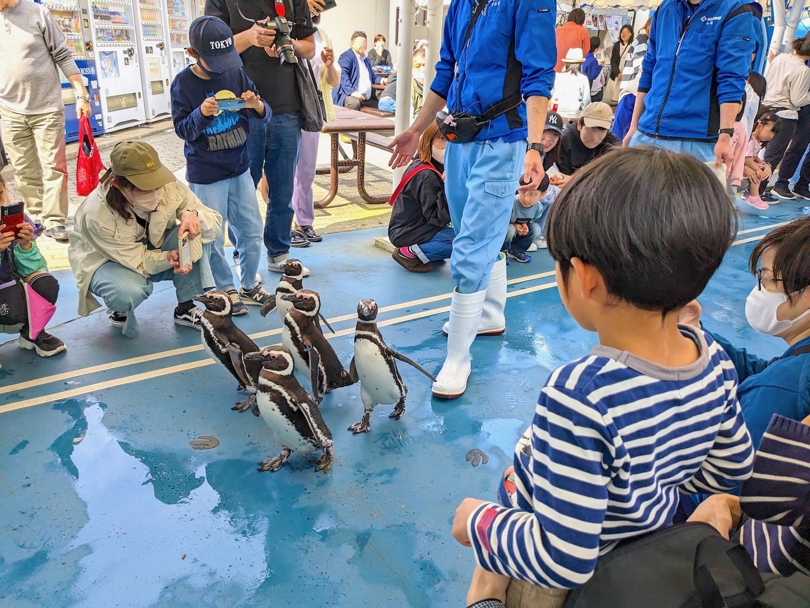 ペンギンのお散歩