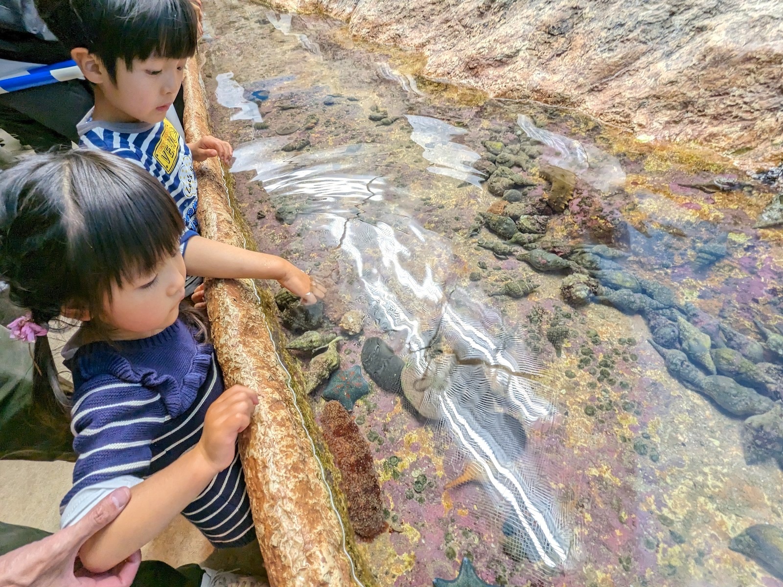 タッチ水槽