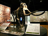 ナウマン象の骨格標本